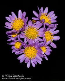 Tatarian Aster