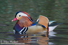 [color=#ccccff]Central Park Waterfowl