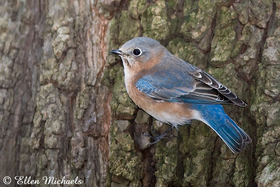 [color=#ccccff]Eastern Bluebird