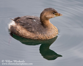[color=#ccccff]Pied-billed Grebe