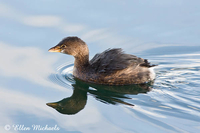 Pied-billed Grebe