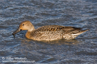 Northern Pintail (female)