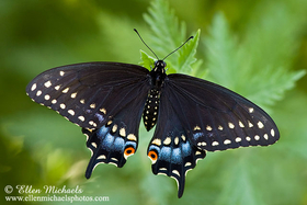 Black Swallowtail - Papilio polyxenes