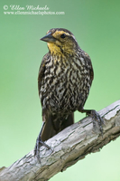 Red-winged Blackbird