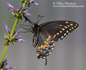 Black Swallowtail - Papilio polyxenes