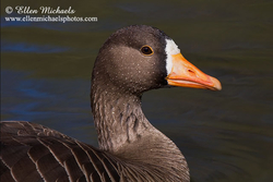 Greater White-fronted Goose (portrait)