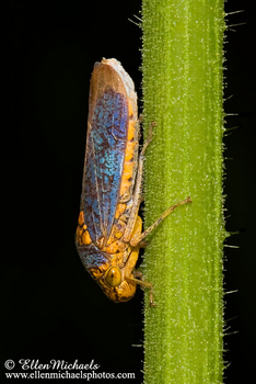 Broad-headed Sharpshooter - Oncometopia orbona