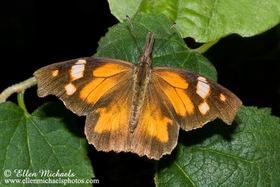 American Snout Butterfly