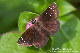 Common Sootywing