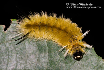 Banded Tussock Moth Caterpillar - Halysidota tessellaris