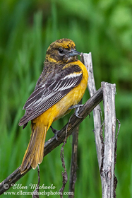 Baltimore Oriole