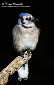 [color=#ccccff]Blue Jay