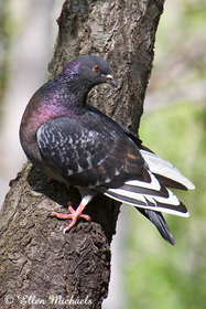 [color=#ccccff]Rock Pigeon