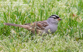 [color=#ccccff]White-crowned Sparrow