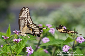 Giant Swallowtail - Papilio cresphontes