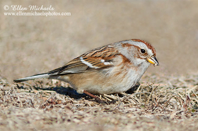 [color=#ccccff]American Tree Sparrow