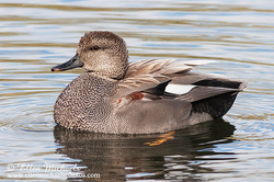 Gadwall