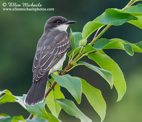 Eastern Kingbird