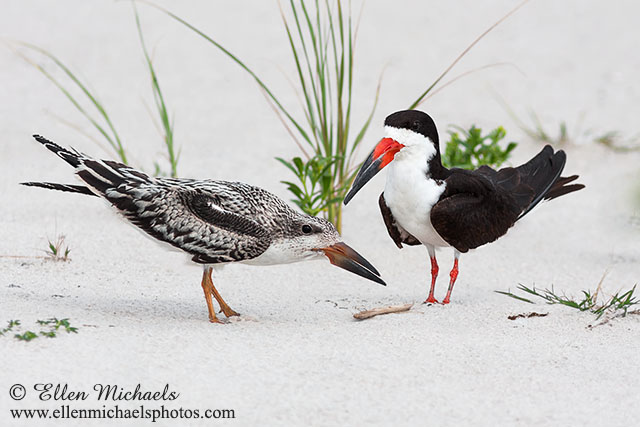 Black Skimmer (adult & juvenile)