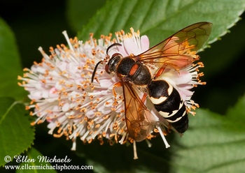 Eastern Cicada Killer Wasp - Sphecius speciosus