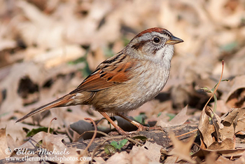 Swamp Sparrow