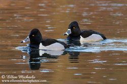 Ring-necked Duck
