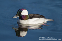 Bufflehead