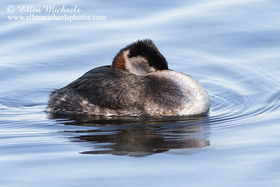 Red-necked Grebe
