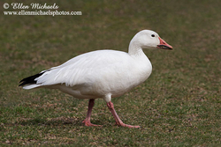 [color=#ccccff]Snow Goose