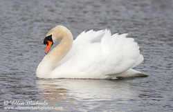 Mute Swan