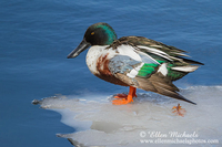 Northern Shoveler