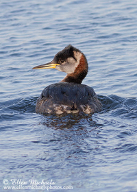 Red-necked Grebe