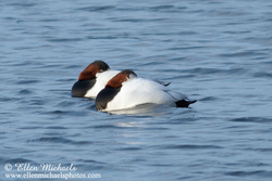 Canvasback