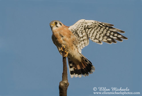 American Kestrel