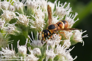 Mason (Potter) Wasp - Euodynerus hidalgo hidalgo