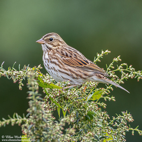 [color=#ccccff]Savannah Sparrow