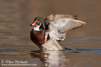 Wood Duck