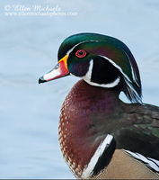 Wood Duck (portrait)