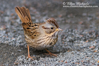 Lincoln's Sparrow