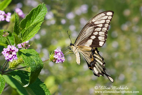 Giant Swallowtail - Papilio cresphontes