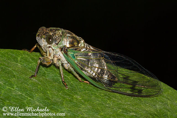 Swamp Cicada - Tibicen