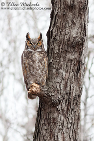 Great Horned Owl