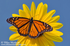 Monarch on Sunflower