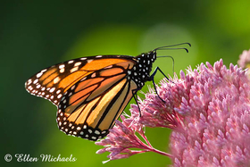 Monarch Butterfly
