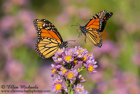 Monarch Butterfly