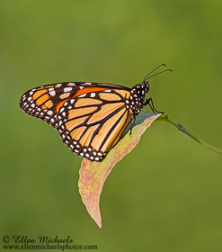 Monarch Butterfly