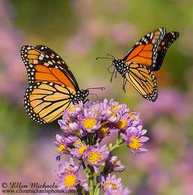 Monarch Butterfly