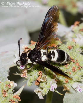 Mason Wasp - Pseudodynerus quadrisectus