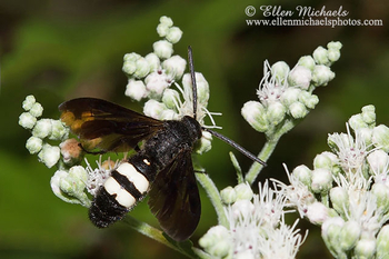 Double-banded Scoliid Wasp - Scolia bicincta