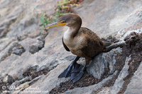 Double-crested Cormorant (juvenile)